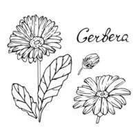 Gerbera flower Set of buds leaves stem and lettering Vector illustration in hand drawn style Realistic flower in monochrome