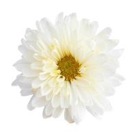 crisantemo de color blanco foto