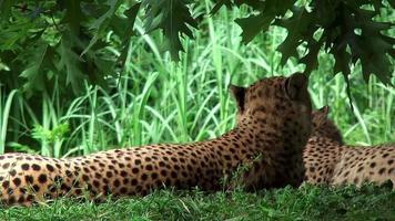 guépards couchés dans l'herbe et regardant autour d'eux video