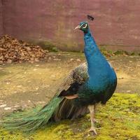 Proud male peacock posing photo