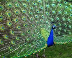 Male peacock displaying his tail feathers photo