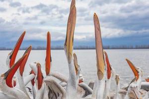 Dalmatian pelican in Kerkini Lake in northern Greece photo