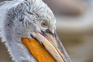 Dalmatian pelican in Kerkini Lake in northern Greece photo