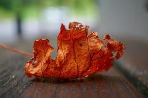 brown tree leaf in autumn season photo