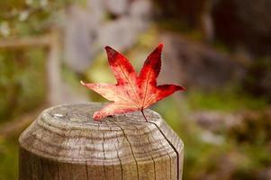 hoja de arce roja en la temporada de otoño