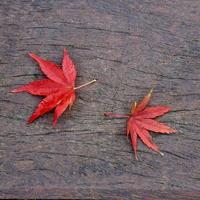 hoja de arce roja en la temporada de otoño