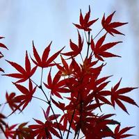 hojas de arbol rojo en la temporada de otoño