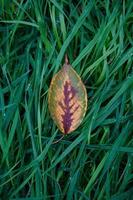 yellow tree leaf in aututmn season photo