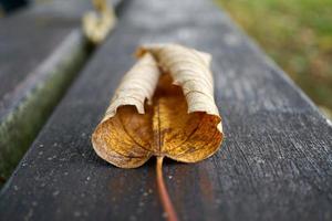 yellow tree leaf in aututmn season photo