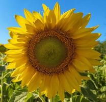 Macro, girasol, con, semillas, y, pétalos amarillos, en, día soleado colección de foto