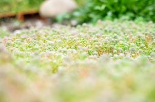 Sedum stonecrop Spanish close up in a summer photo