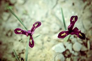Iris reticulata Iridodictyum on flower bed low depth of field photo