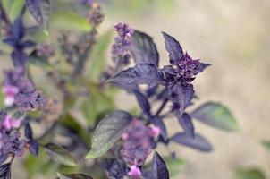 Ypung purple basil leaves and flowers at spring