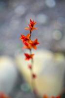 Red leaves on a bush brunch photo