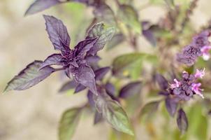 ypung hojas de albahaca púrpura y flores en primavera