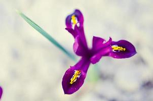 Iris reticulata Iridodictyum on flower bed low depth of field photo