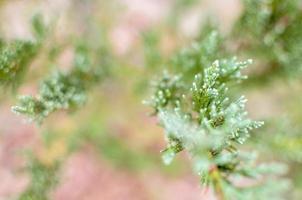 Juniper tree branch texture green needle background defocused closeup photo