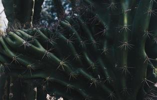 Botanical garden Porto photo