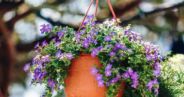 Blue eyed grasses in the flowerpot photo