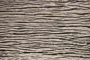 Tree wood texture