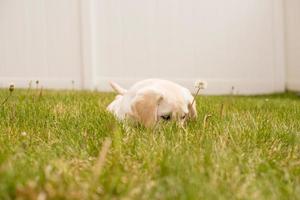 Foto de cachorro blanco acostado sobre la hierba verde durante el día