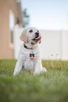 dog playing on lawn photo