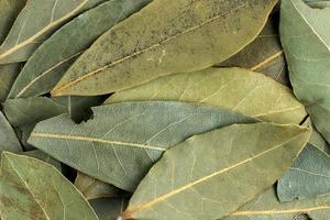 Organic shade of dried bay leaf texture photo