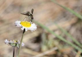 Mosca de abeja difusa recolectando polen con su probóscide de un aster blanco y amarillo foto