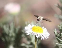 Mosca de abeja difusa recolectando polen con su probóscide de un aster blanco y amarillo foto