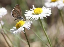 Primer plano de una mariposa azul marino con probóscide expuesta en flor blanca y amarilla foto