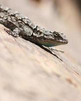 lo suficientemente cerca como para besar a una serpiente ardilla con la lengua fuera foto