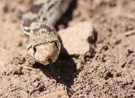 Close enough to kiss a gopher snake with its tongue out photo