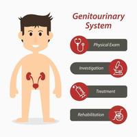 Sistema genitourinario y diseño plano del icono de línea médica. vector