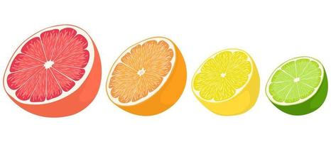 Halves of citrus fruits vector