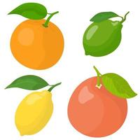 Set of citrus fruits vector