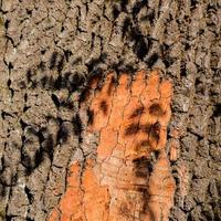 Close-up of tree trunk with sunlight and leaves shadow photo