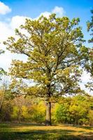 Summer in sunny oak forest