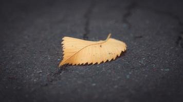 Autumn yellow leaf on old grunge road photo