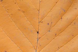 Extreme close-up macro of an autumn leaf with fine detail photo