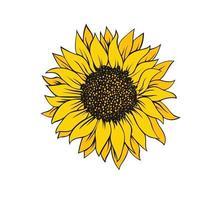 Sunflower isolated on white background vector