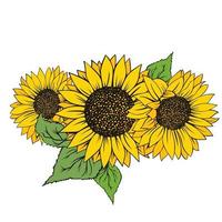 Sunflower isolated on white background vector