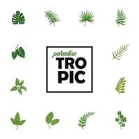 paquete de doce hojas de plantas iconos de la naturaleza verde y letras tropicales vector