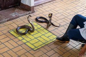 Manipulación de serpientes de demostración luchando con dos cobras, Bangkok, Tailandia foto