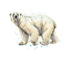 Abstract polar bear from a splash of watercolor hand drawn sketch Vector illustration of paints