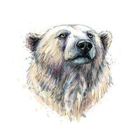 Portrait of a polar bear head from a splash of watercolor hand drawn sketch Vector illustration of paints