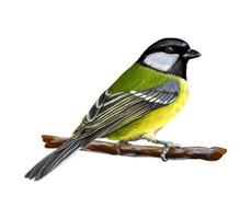 Portrait of a tit bird sitting on a branch on white background hand drawn sketch Vector illustration of paints