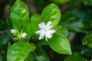 Cerca de flores de jazmín en un jardín. foto