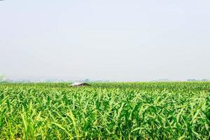 Corn plant in the corn field photo