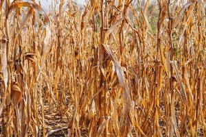 Dry corn plant background and dry corn fields photo