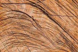 los detalles de la superficie del árbol cortado